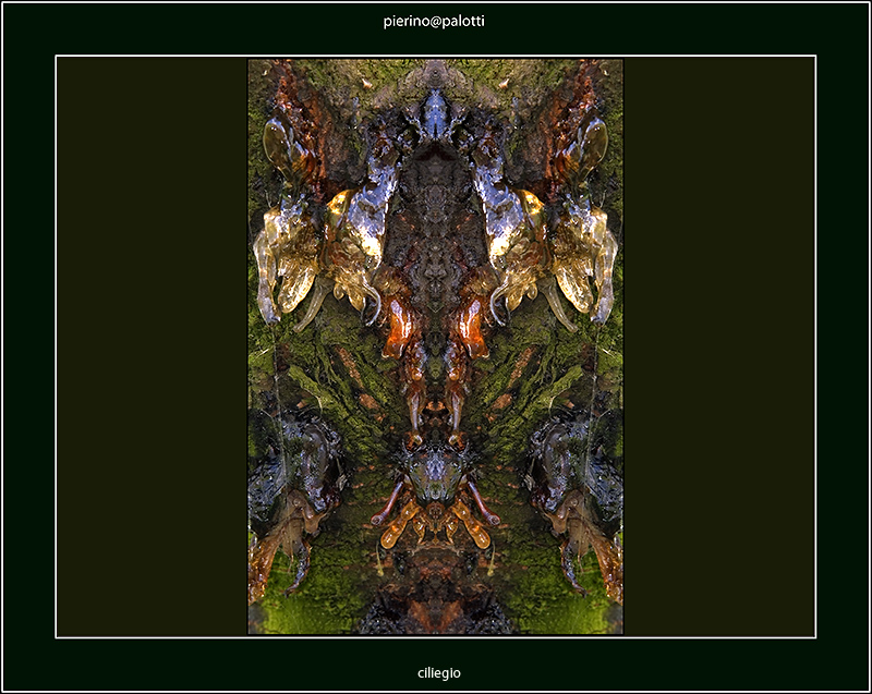 le lacrime del ciliegio