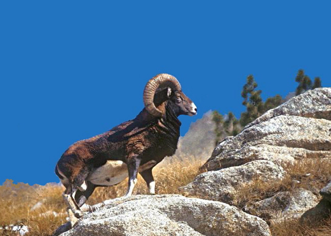 MASCHIO DI MUFLONE DOMINANTE