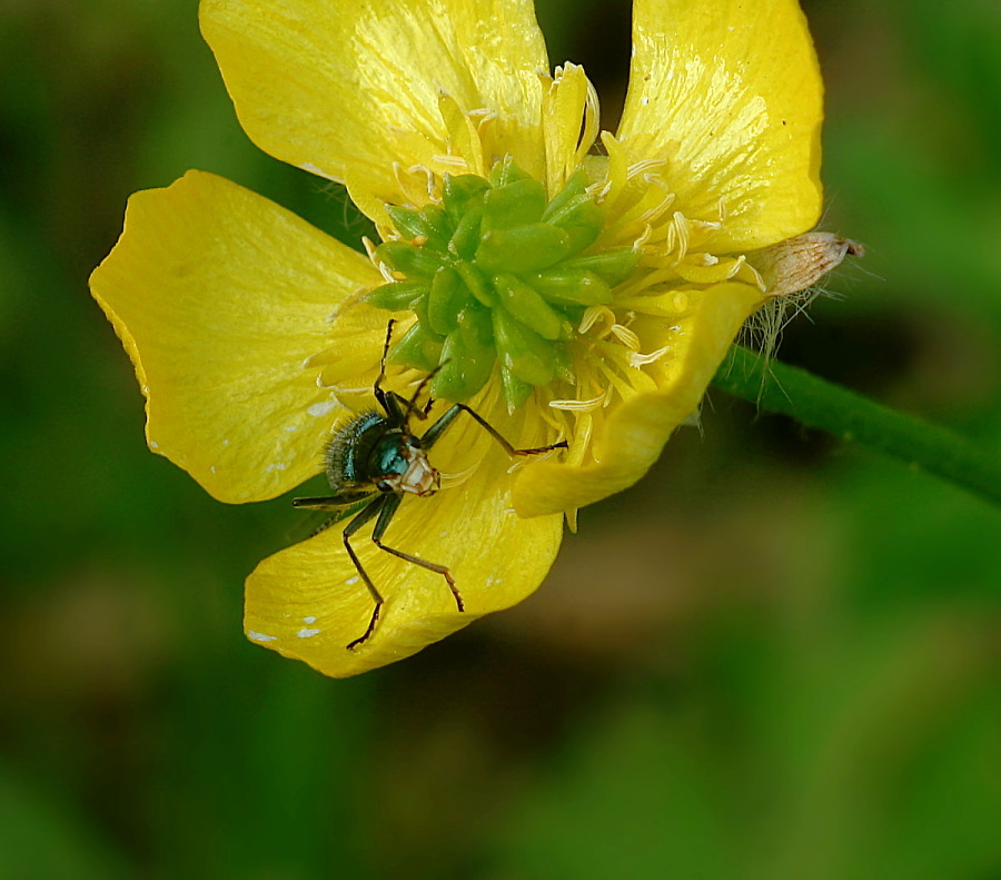 Insetto su fiore giallo