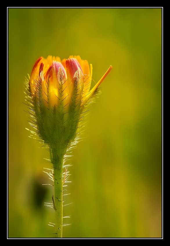 Please bring me to the Spring