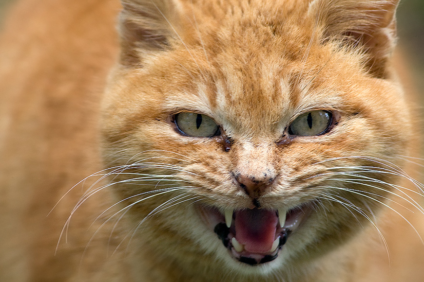 Occhi di gatto rabbioso...