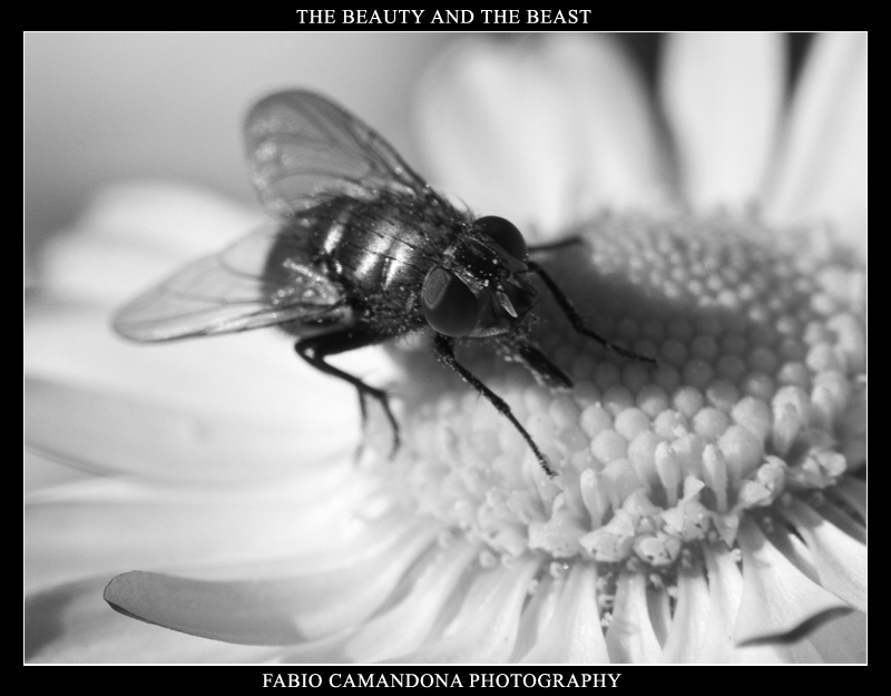 the beauty and the beast