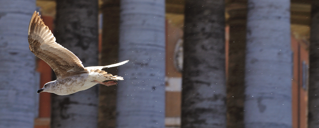 Le ali di S.Pietro 6