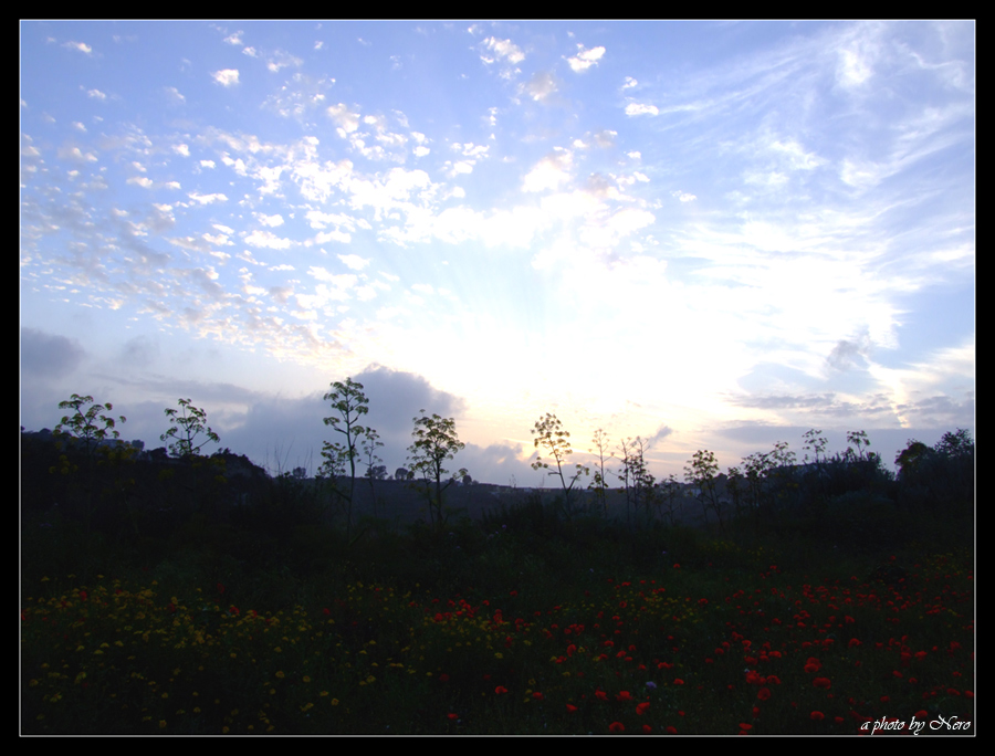 Il campo di Papaveri al tramonto