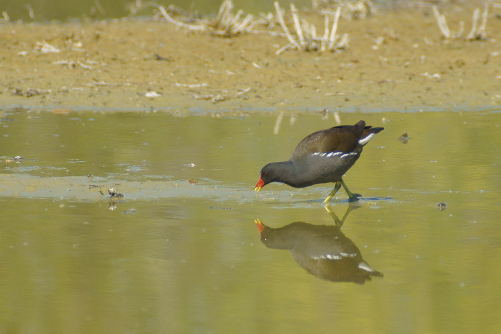 Gallinella d'acqua (forse)