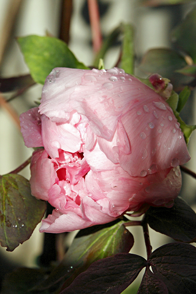 Peonia rosa