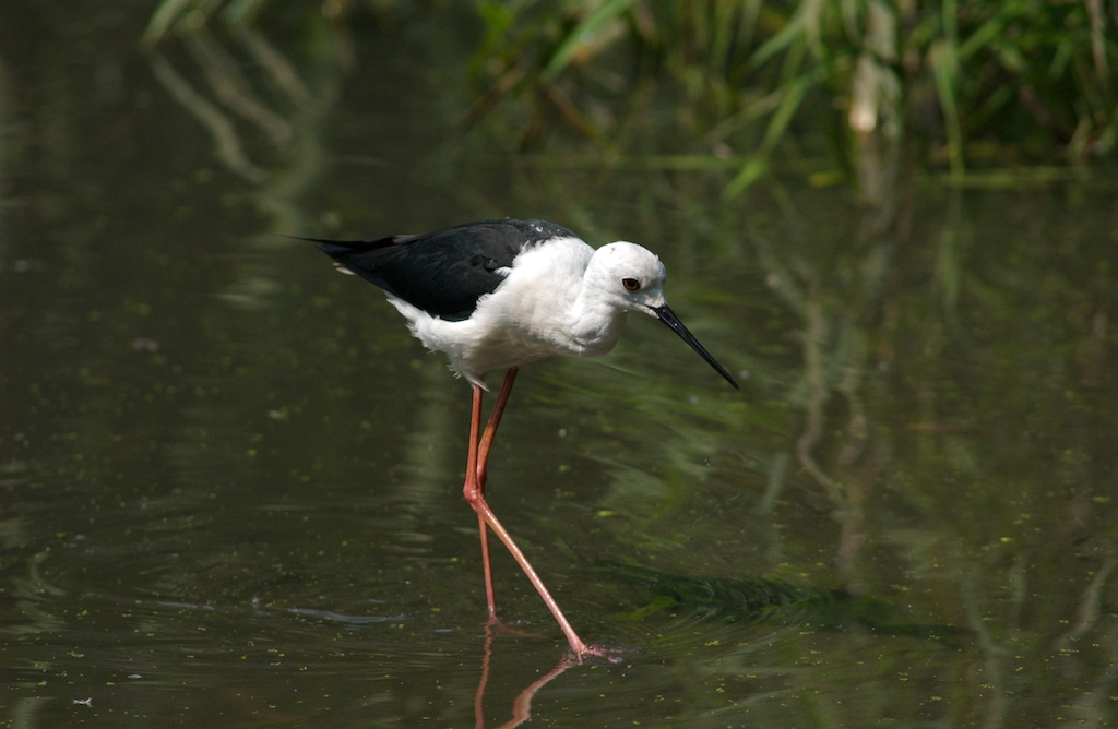 Cavaliere d'Italia (2)