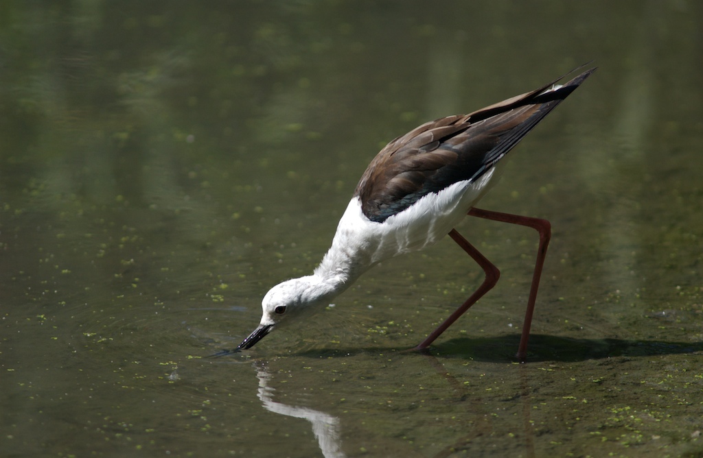 Cavaliere d'Italia (3)