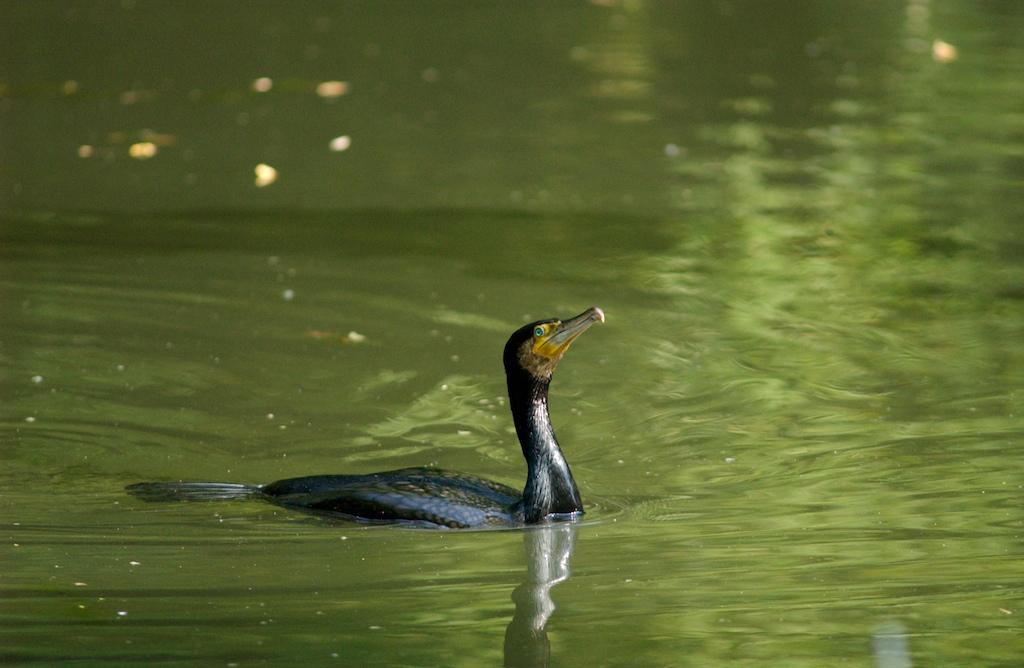 Cormorano (1)