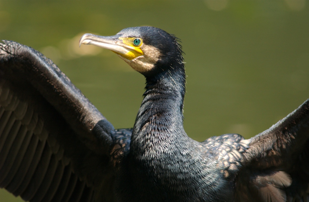Cormorano (2)