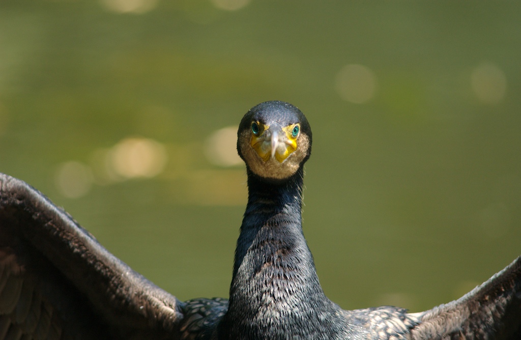 Cormorano (3)