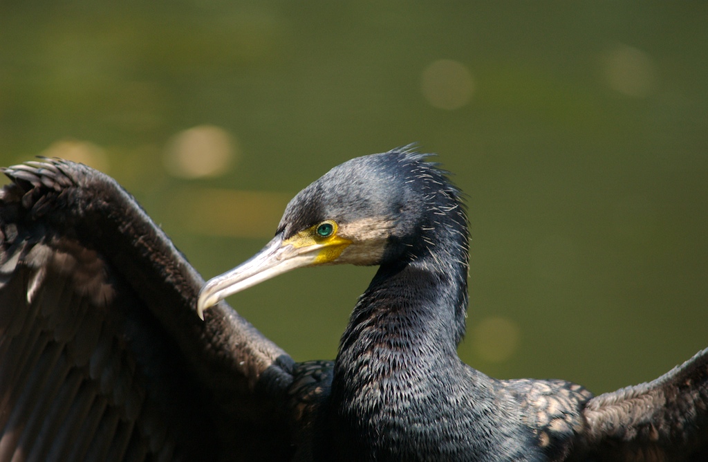 Cormorano (4)