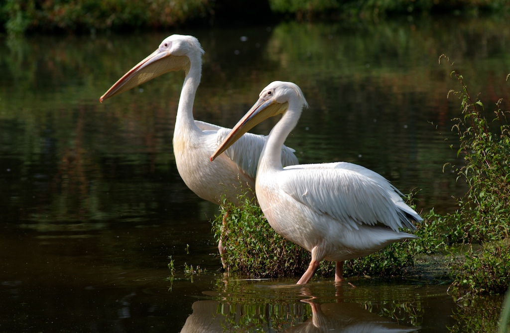 Pellicani (2)