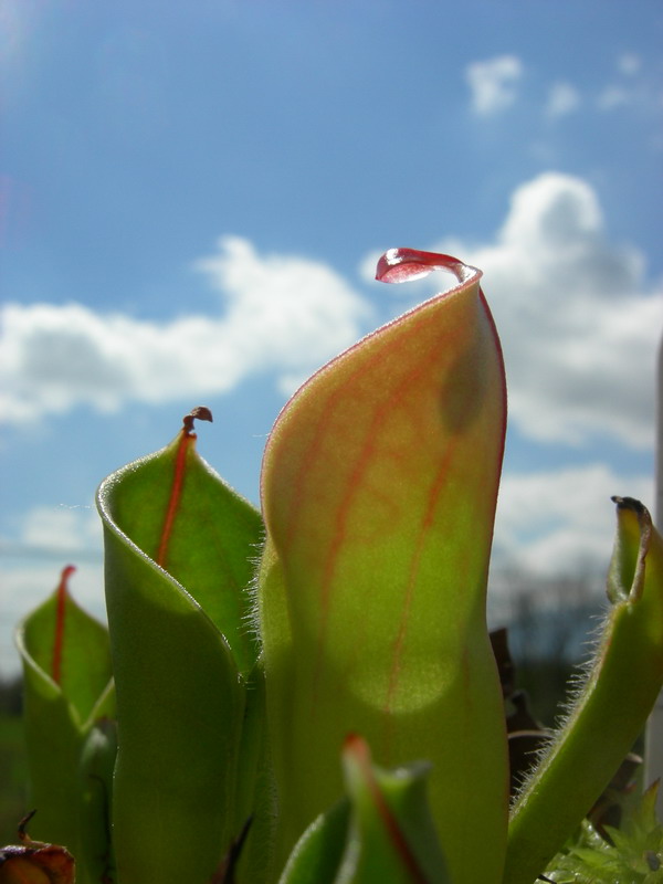 Heliamphora Minor