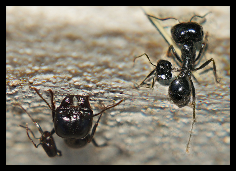 Reduce da combattimento