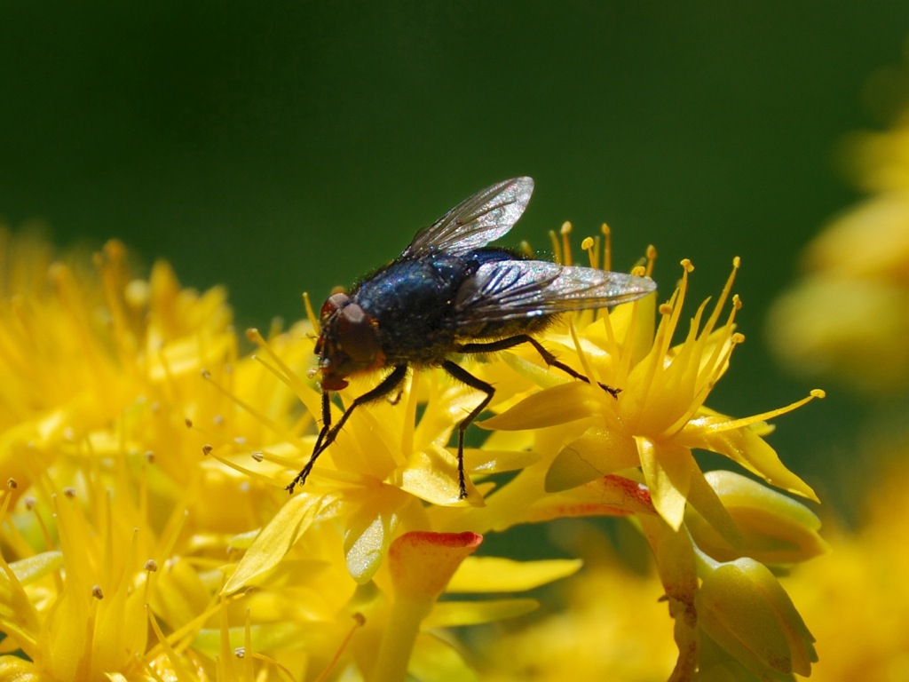 Anche le mosche lo fanno...