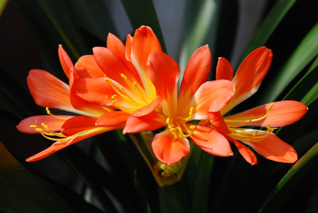 clivia