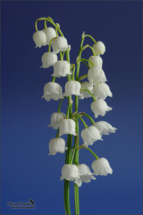 Convallaria majalis!