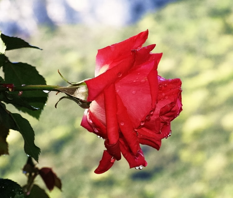 ROSA DOPO LA PIOGGIA