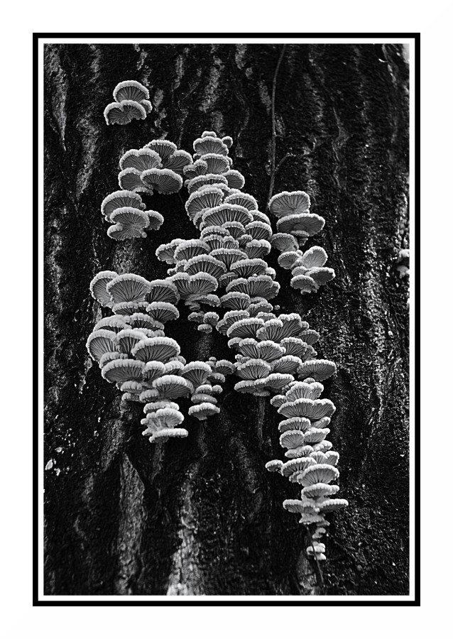 I funghi di Viale Monza ( su un albero )