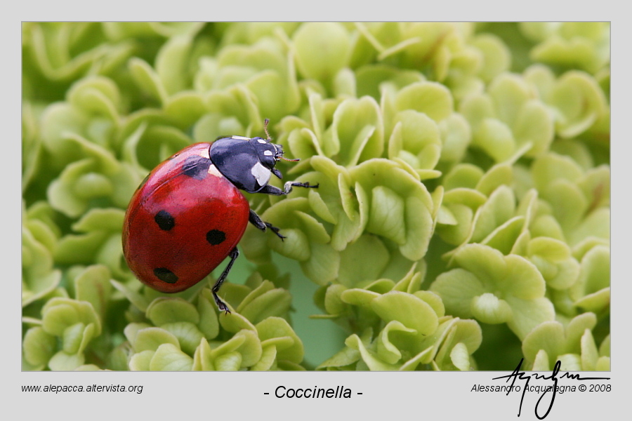 - coccinella -