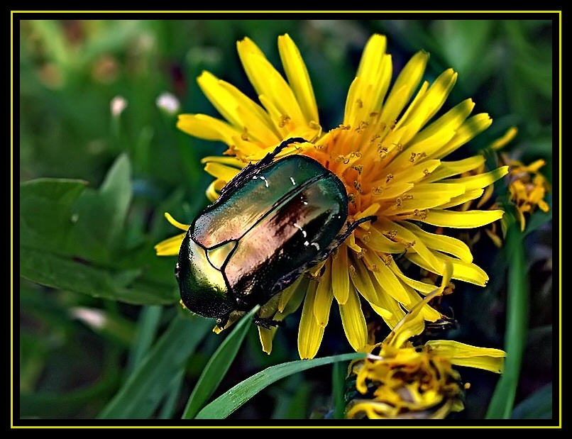 uno sguardo nel prato