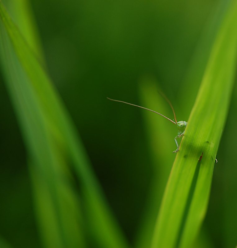 dietro il filo d'erba