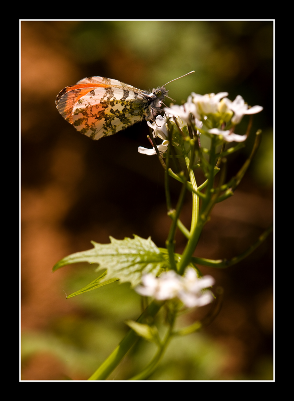 sul suo fiore preferito
