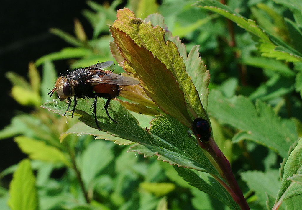 dittero ipertricotico