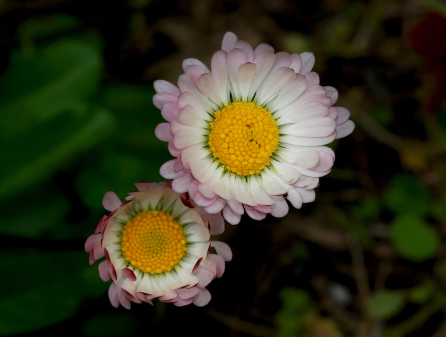 La mamma "margherita" con il suo piccino