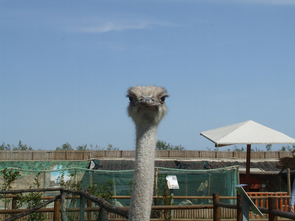 Lo struzzo