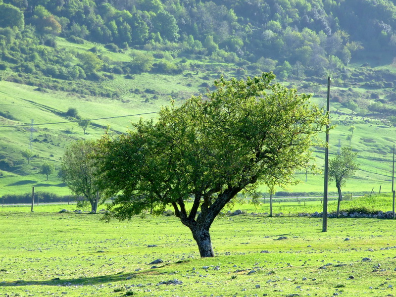 l'albero