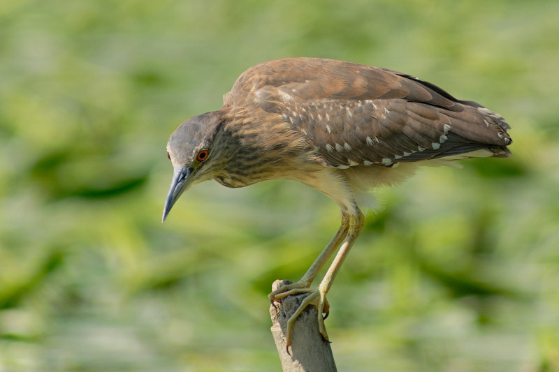 Giovane di nitticora