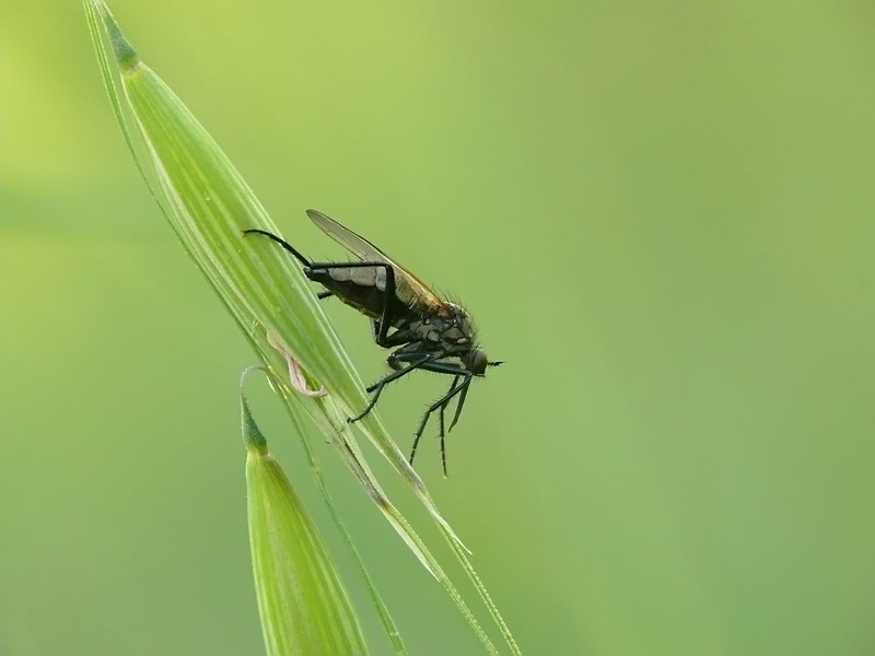 Asilide su stelo d'erba