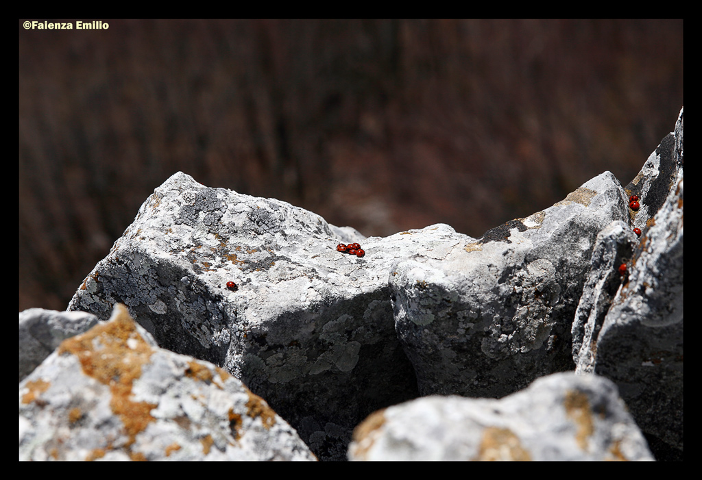 assemblea d'alta quota