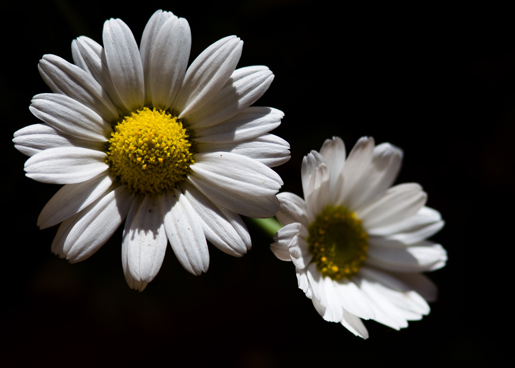 nero, bianco e giallo