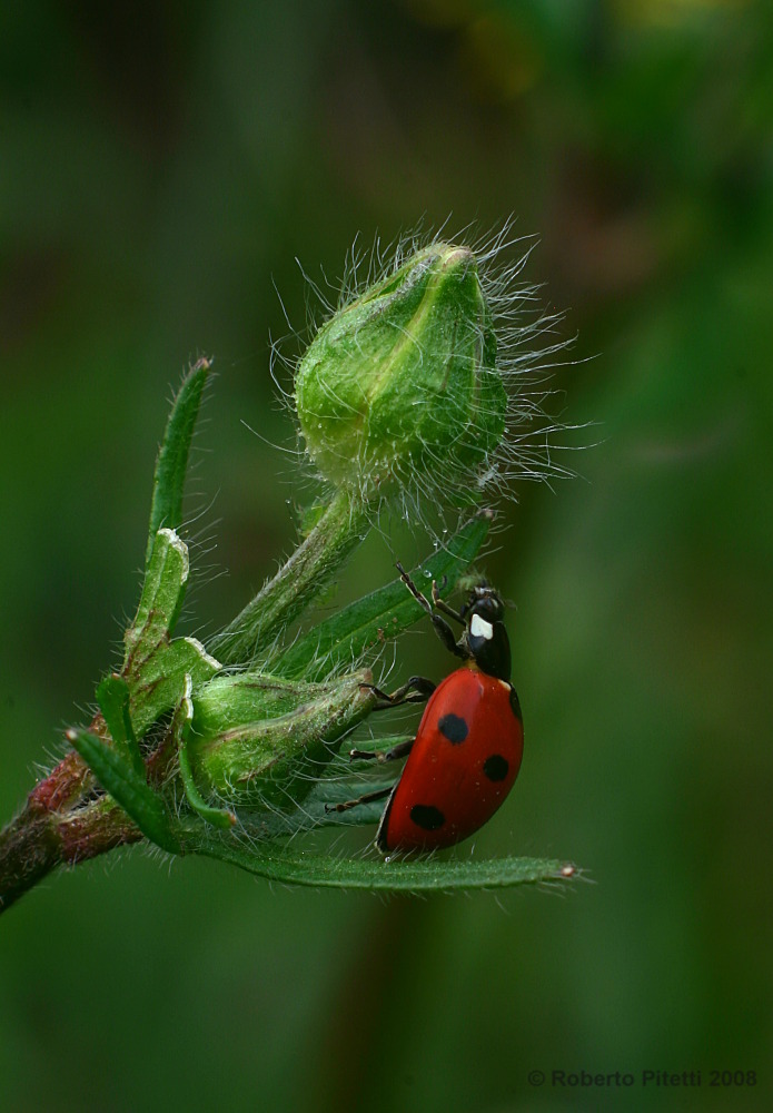 Il pasto della coccinella