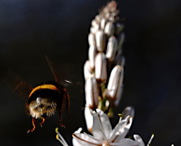 L'affioraggio del calabrone