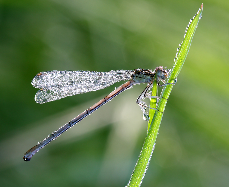 1� libellula del 2008