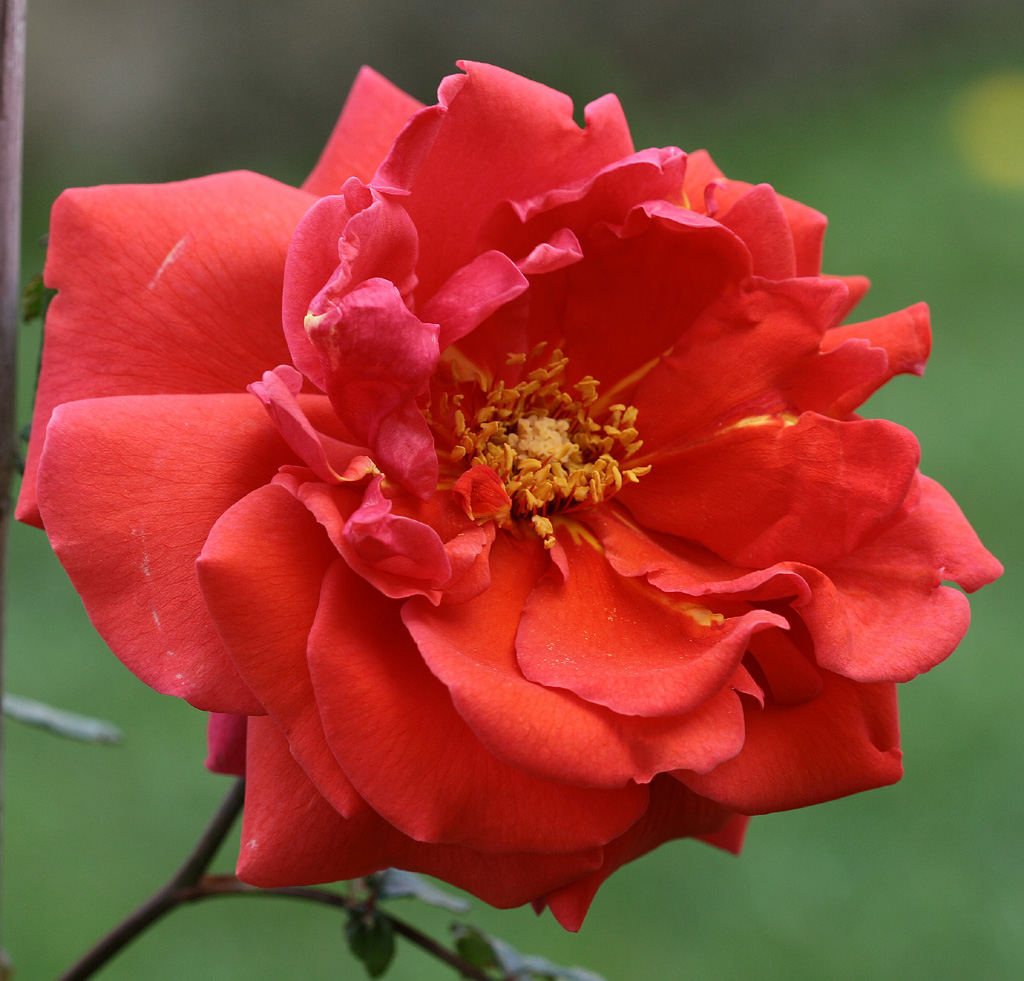 ROSA FINO ALLA FINE