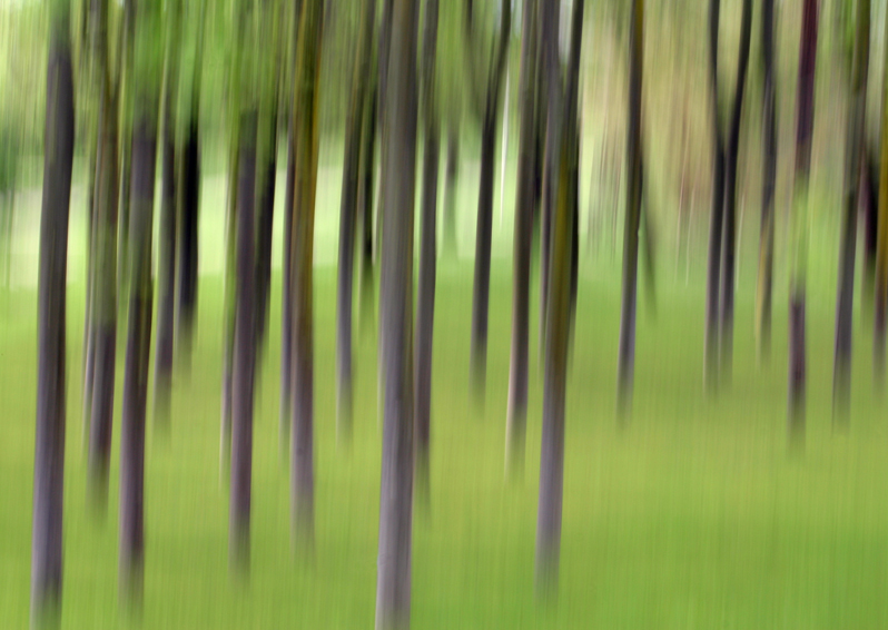 Fuga di alberi in spring