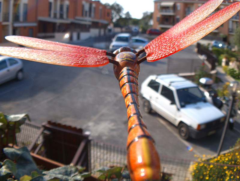 In volo con una libellula
