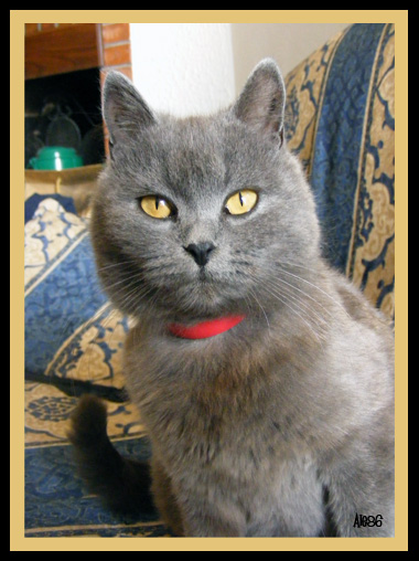 Nera...La mia Miciona