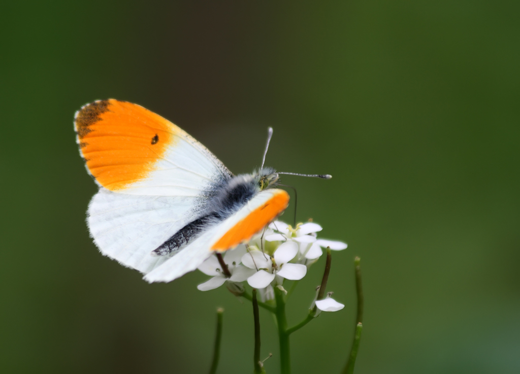 Anthocharis Cardamines