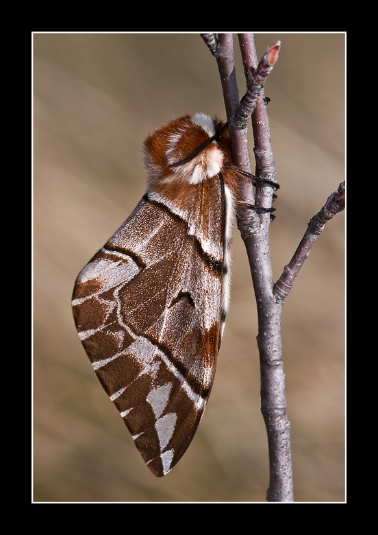 ben salda al suo rametto