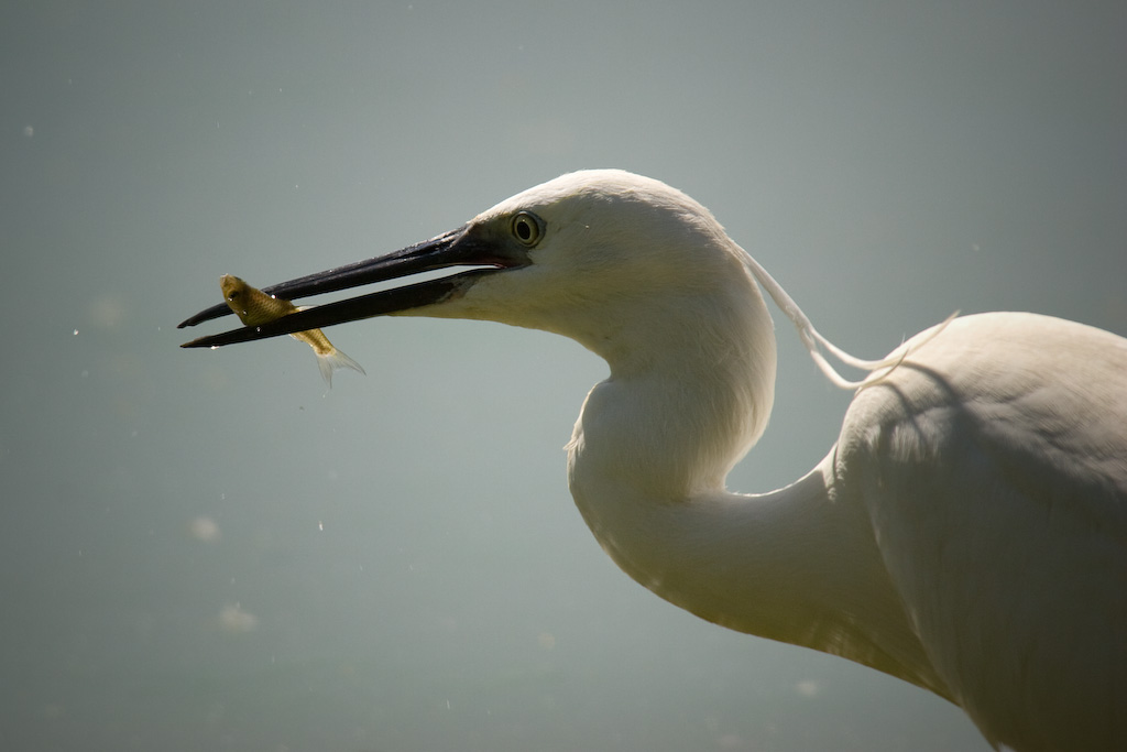 Ritratto di Garzetta con preda