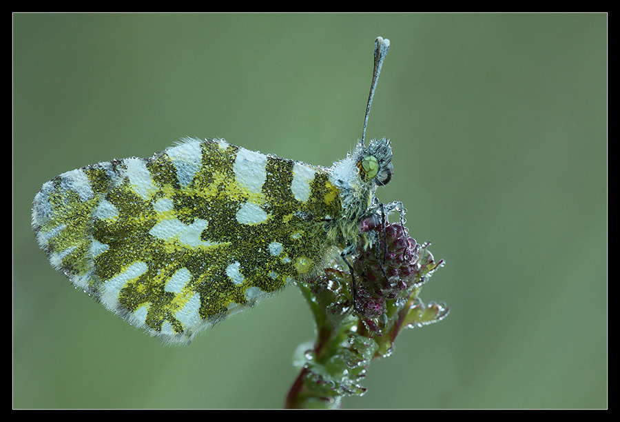 Anthocharis cardamines