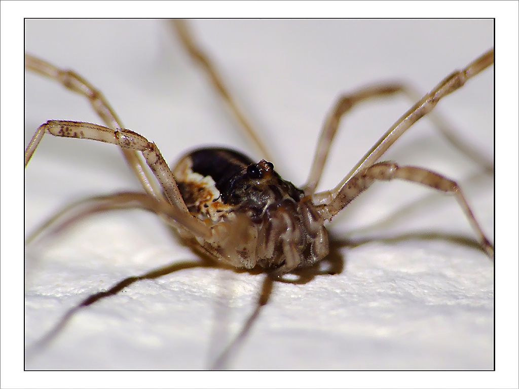 semplicemente ........... brutto!