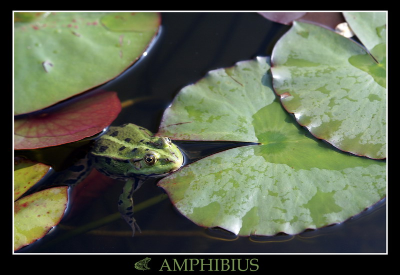 AMPHIBIUS
