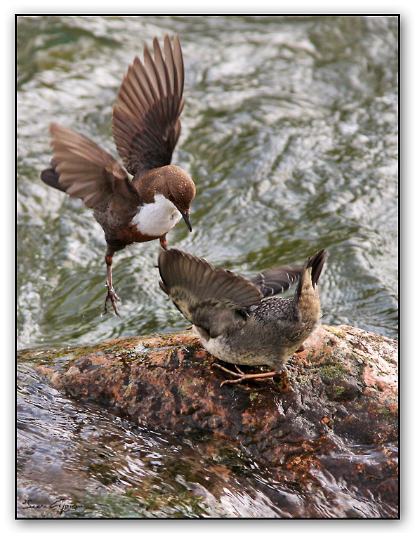 Arrrivo.....ma a becco vuoto!
